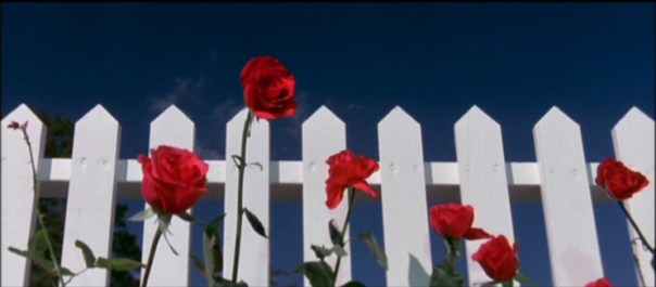 קטיפה כחולה