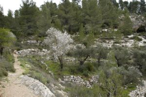 הר נוף-לונדון 2-יורי וירובץ