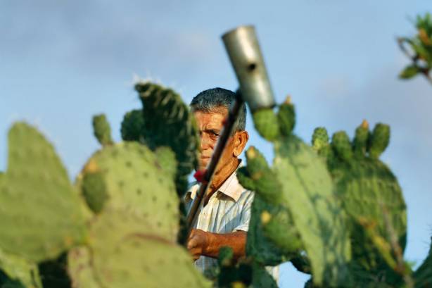 מות החלום  של הצבר הלבן  צילום: פלאש 90