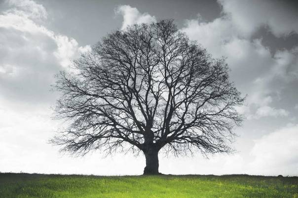 היכרות חיה עם גן שברובו נכרת והומתצילום: Thinkstock