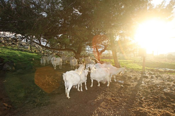 הצאן של מנחם ברח לעבר ירדן והוליד סערה בינלאומית קטנה.  צילום: מרים צחי