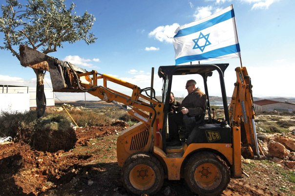 מוטיב עץ הזית משקף ערכים וגישות פוליטיות. ח"כ רובי ריבלין נוטע עץ זית, מגרון צילום: פלאש 90