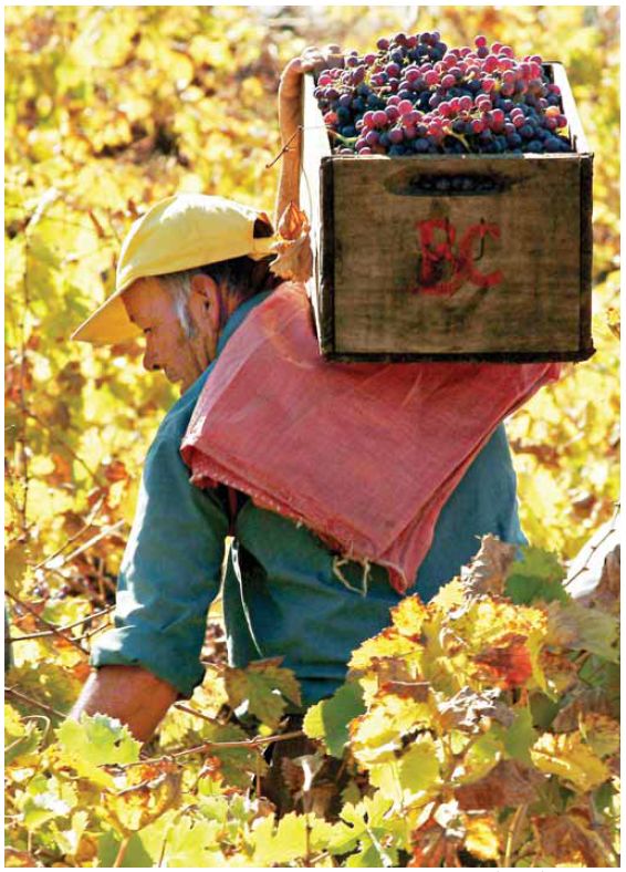 שותפות מלאה של הקב"ה. בציר ענבים צילום: רויטרס