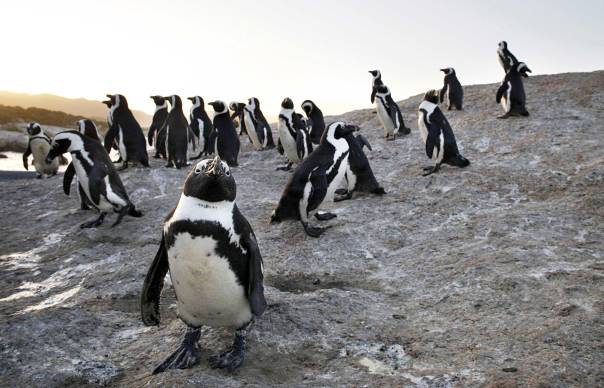 זולתניות המנצחת את האנוכיות. פינגווינים בדרום אפריקה  צילום: גטי אימג'ס