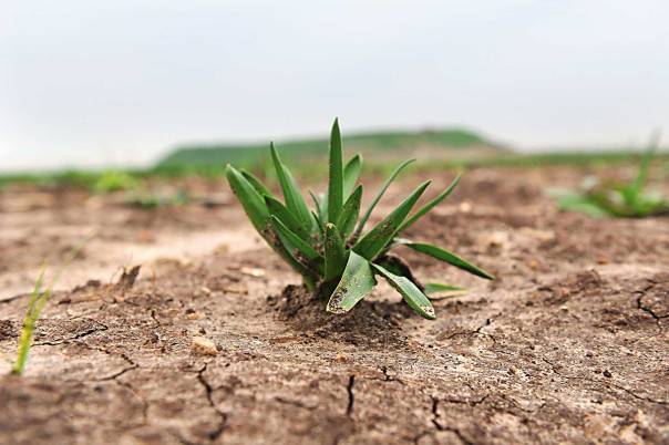 האמנם הצמח זוכר? צילום: ראובן קסטרו