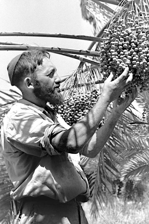 גם לומדי התורה יהיו אזרחים יצרניים, אוספי דגן. שדה אליהו, 1956 צילום: כהן פריץ, לע"מ 