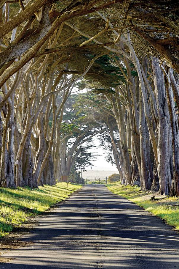 אנו נוטים להסכים עם הברוש המתפלל בחלון צילום: שאטרסטוק