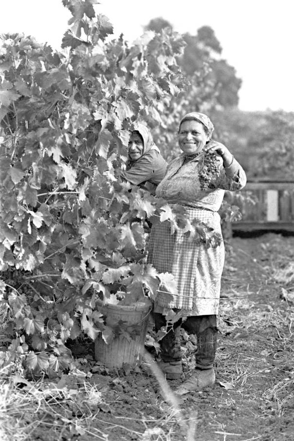 אדמתה של ארץ ישראל איננה אדמה רגילה. בציר ענבים בקיבוץ משמר דוד, 1974 צילום: לע"מ 