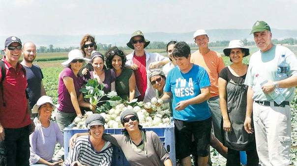 קטיף בשדה הלקט, קורס מנחים של "טבע עברי" צילום: באדיבות טבע עברי