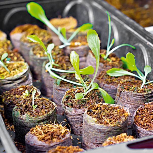 ניצולי שואה פוקדים את החממות וקונים עציץ שיפריח מעט את חייהם  צילום: שאטרסטוק 