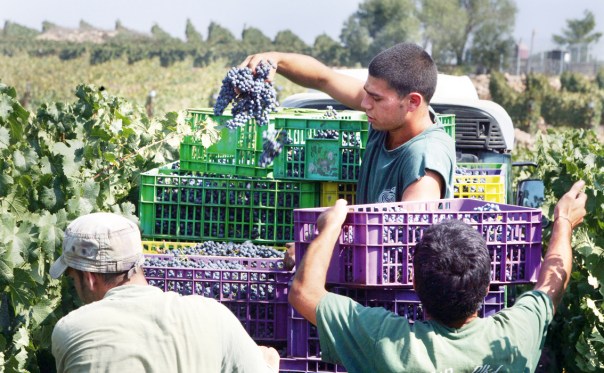 לאגד בחיי קבוצת אנשים את כל יסודות היחד. בציר ענבים בקיבוץ צובה צילום: EPA