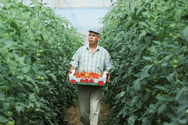 תורם של העירוניים למחול על חובותיהם של החקלאים. חקלאי במטע עגבניות צילום: משה שי, פלאש 90