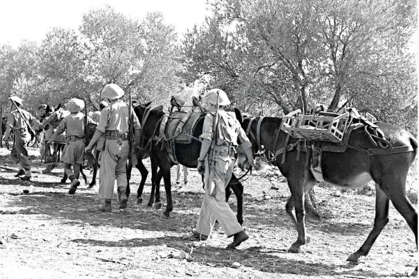 יחידת נהגי הפרדות, 1950 צילום: דוד אלדן 