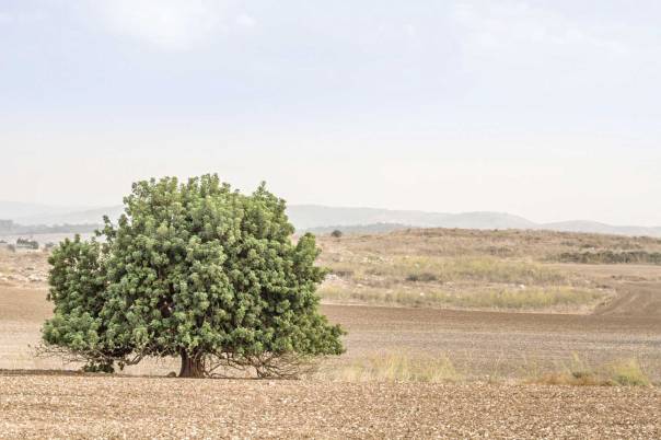  אלוני ממרא - מישור, אלה או אלון? צילום: שאטרסטוק 