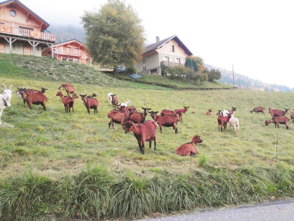 בפריפריה הכפרית עולם כמנהגו נוהג, בצרפתית שורשית. עזים אלפניות בפאתי אנסי צילום: יואב שורק