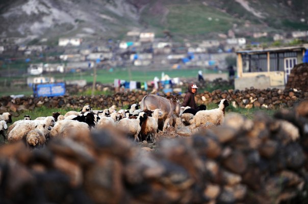 בסיפורו‭ ‬של‭ ‬שמי‭, ‬מנגינת‭ ‬החליל‭ ‬של‭ ‬רועה‭ ‬הצאן‭ ‬מתנפצת‭ ‬לאלפי‭ ‬רסיסים‭. ‬רועה‭ ‬צאן‭ ‬  צילום: ‬אי‭.‬אפ‭.‬פי‭, ‬ 