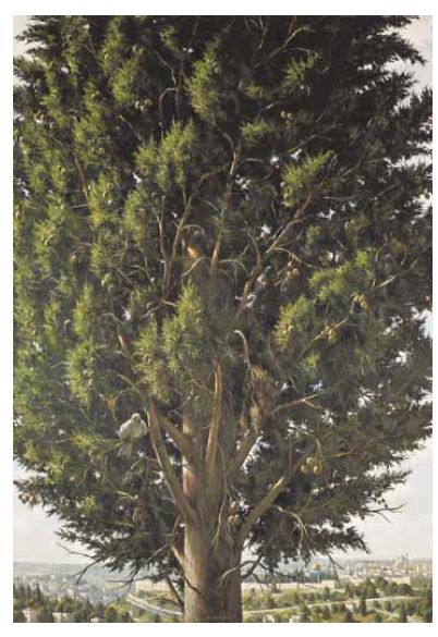 החיים "בתוך הזמן" מפריעים לנו לחיות את עצמינו.  אילן ברוך, ברוש עם יונים, 2008