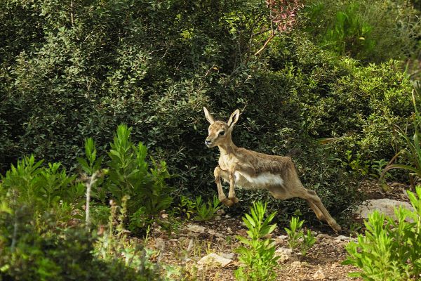 עשה‭ ‬אתה‭ ‬את‭ ‬הצעד‭ ‬לקראתי‭, ‬ורק‭ ‬אז‭ "‬ירוץ‭ ‬עבדך‭ ‬כמו‭ ‬אייל‭". ‬גור‭ ‬איילים‭ ‬בכרמל צילום‭: ‬דורון‭ ‬הורוביץ‭, ‬ פלאש‭ ‬90‭ ‬ 