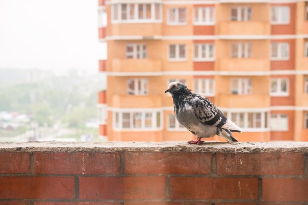 חברתה‭ ‬היחידה‭ ‬היא‭ ‬היונה‭ ‬המפרפרת‭ ‬על‭ ‬אדן‭ ‬החלון צילום‭ ‬אילוסטרציה‭: ‬שאטרסטוק 