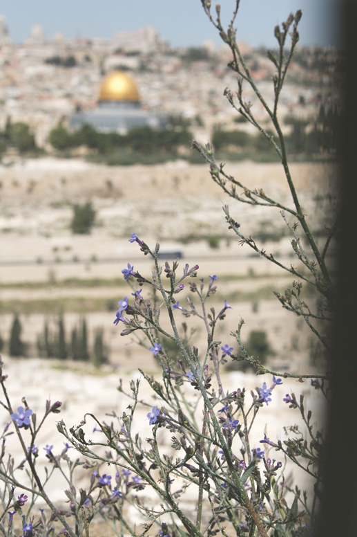 ‭"‬להשמר‭ ‬מהאיסור‭ ‬של‭ ‬הכניסה‭ ‬למקום‭ ‬המקדש‭". ‬מבט‭ ‬אל‭ ‬הר‭ ‬הבית‭, ‬2015 צילום‭: ‬מירי‭ ‬צחי 