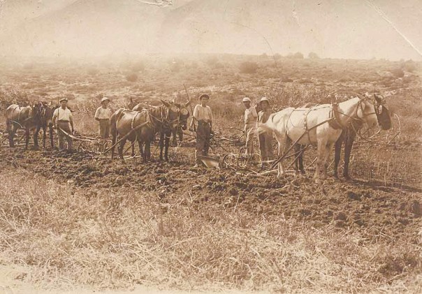 עבר לגור בה תוך חירוף נפש של ממש. איכרים חורשים בשדות פתח תקווה, 1912. באדיבות הארכיון לתולדות פתח תקוה ע"ש עודד ירקוני, קק"ל