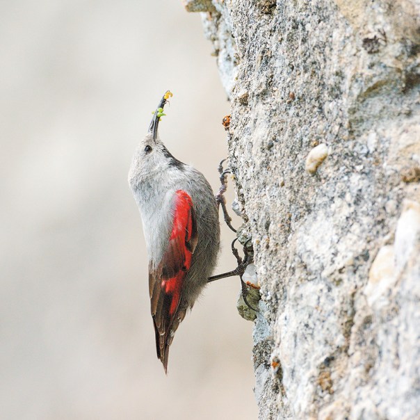 המנון לאישה המשוחררת. ציפור הכותלי צילום: שאטרסטוק