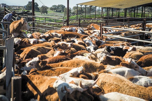 לא כל התעשייה לוקה בעברת צער בעלי חיים. רפת בצפון הארץ צילום: מאור קינסבורסקי, פלאש 90