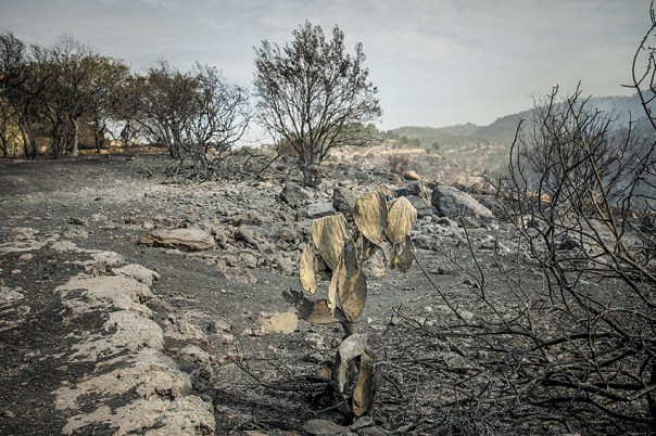לוקח זמן עד שהתקשורת מודה שהשרֵפות הן הצתה מכוונת. שדה שרוף ליד נטף, נובמבר 2016 צילום: יונתן זינדל, פלאש 90