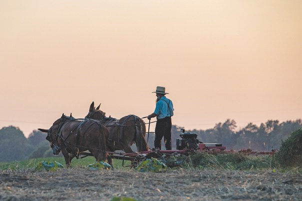 תיאור נאמן של חיי הכפר, אך זו לא הנקודה המרכזית צילום: שאטרסטוק